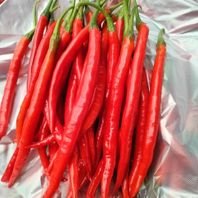 二荆条全红现摘新鲜5斤包邮四川自家露天种植现摘中辣辣椒酱剁椒
