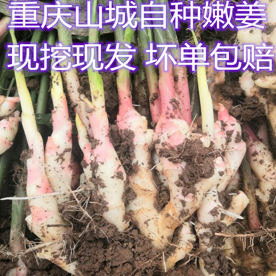 子姜重庆自种新鲜嫩姜芽仔姜现挖现发5斤包邮泡酸水坛子沙姜蔬菜