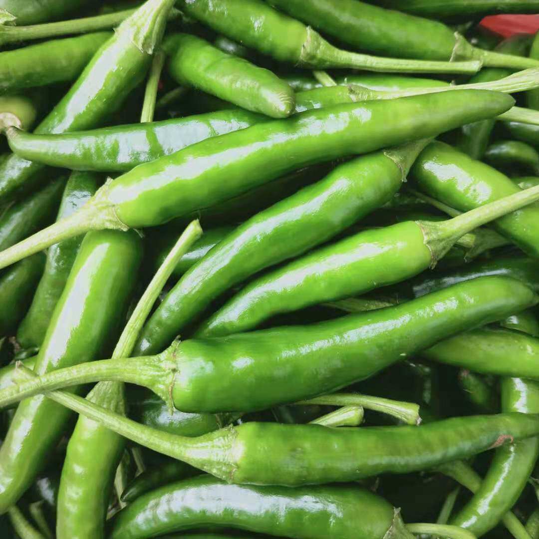 小米辣椒新鲜露天四川农家自种5斤指朝天椒泡椒特辣小米椒青米椒