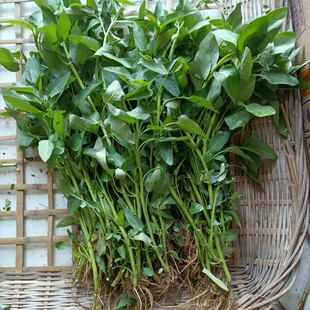 四川空心菜自留老根自种新鲜带根小叶水空心菜蓊菜3斤藤藤菜种苗