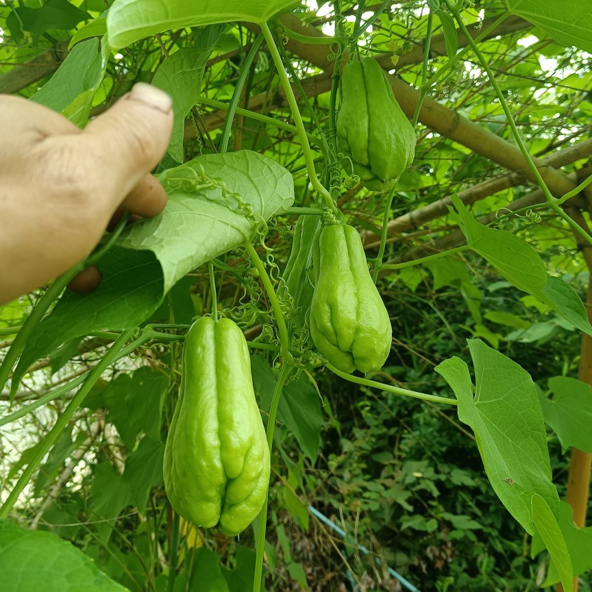新鲜佛手瓜露天应季蔬菜洋瓜寿瓜现摘现发5斤包邮福瓜捧瓜丰收瓜