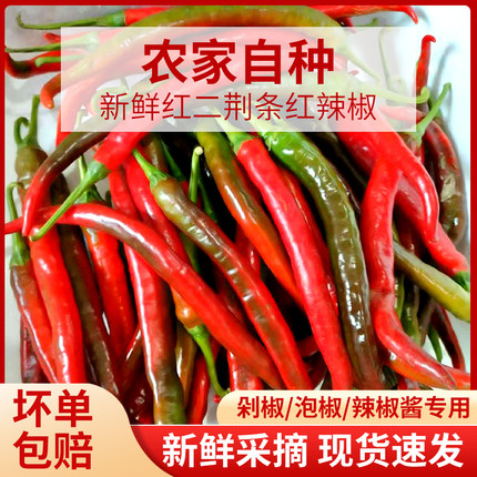 新鲜二荆条乌红大红酱色四川露天辣椒早上现摘泡沫箱加冰发货10斤