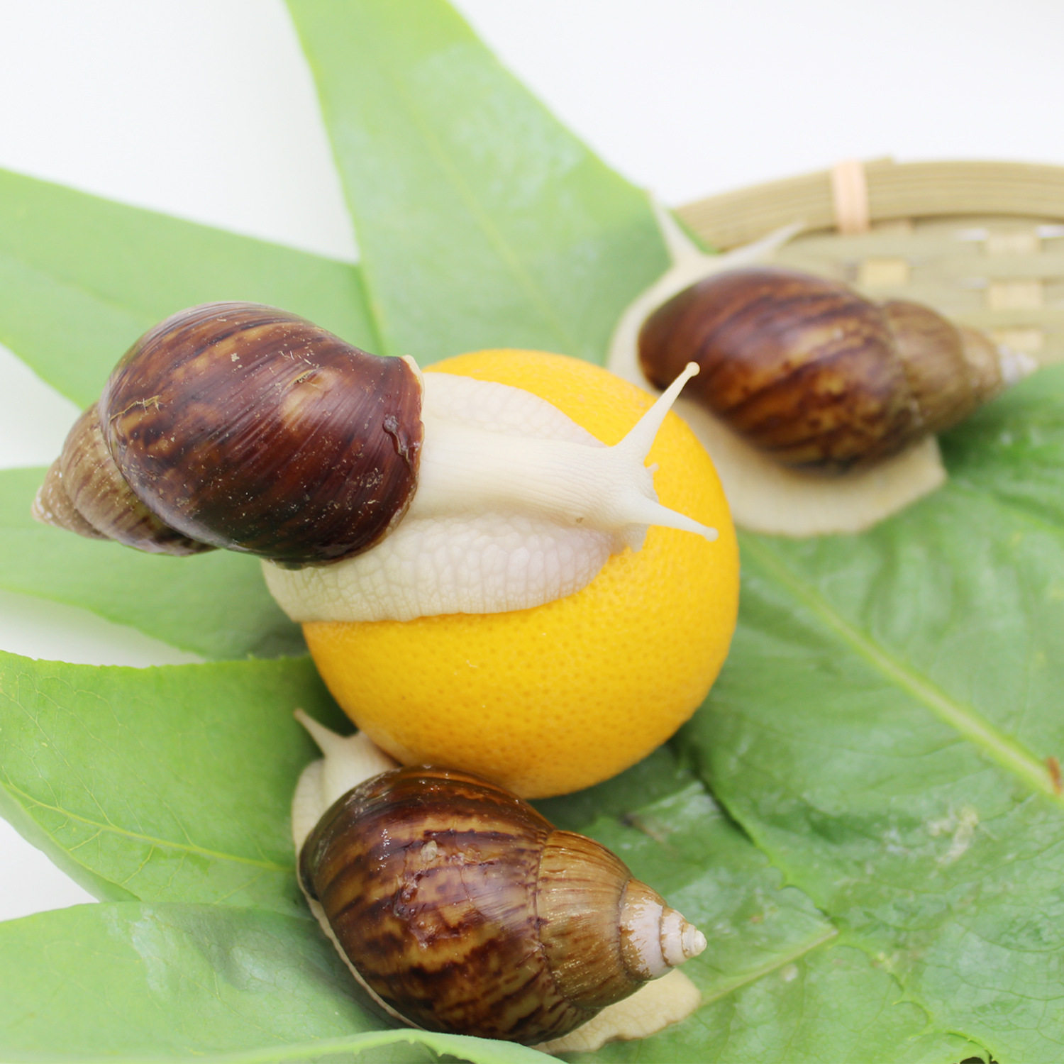 白玉蜗牛 种蜗牛 孵化培育 宠物蜗牛 产蛋白玉蜗牛鲜活 产地直供