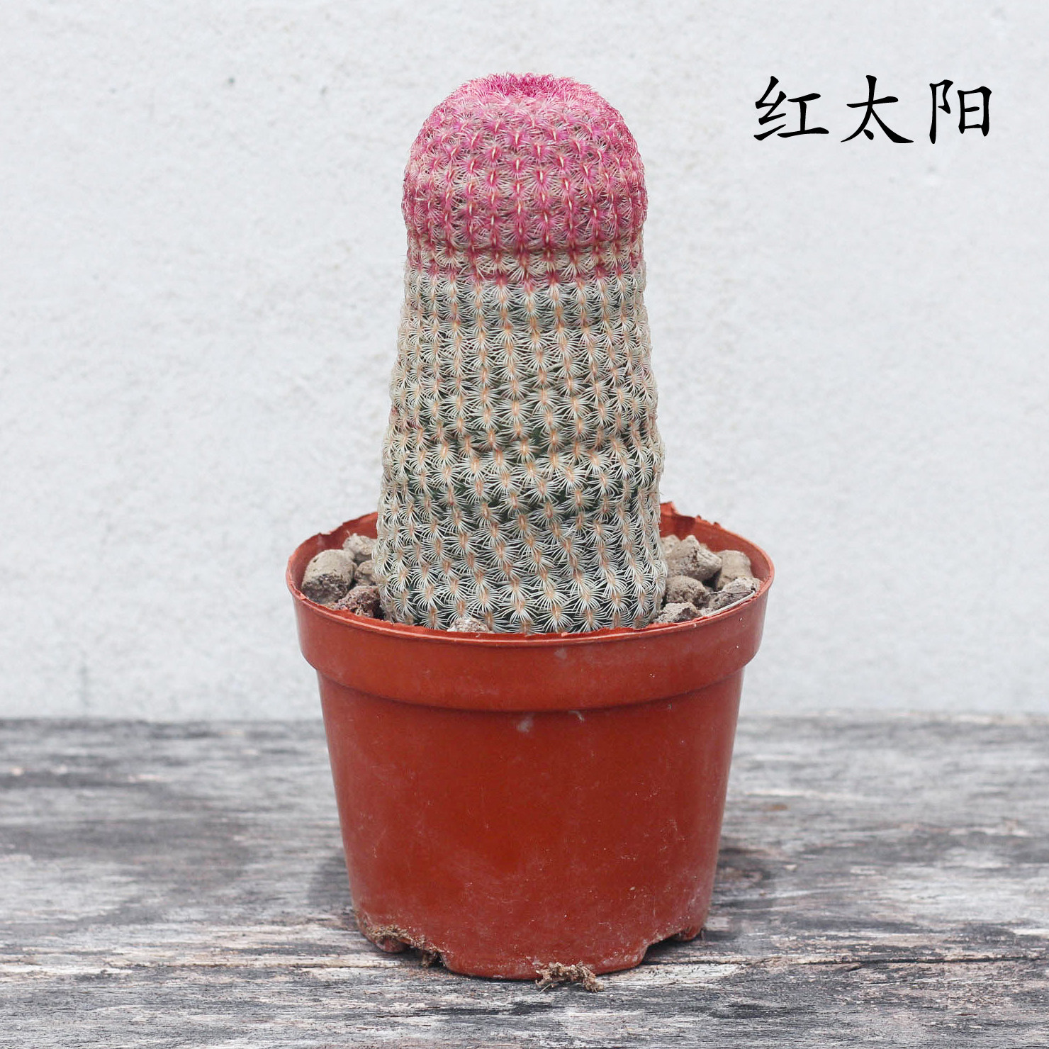 红太阳仙人球实生开花多肉植物稀有室内盆栽名贵货办公室可爱绿植