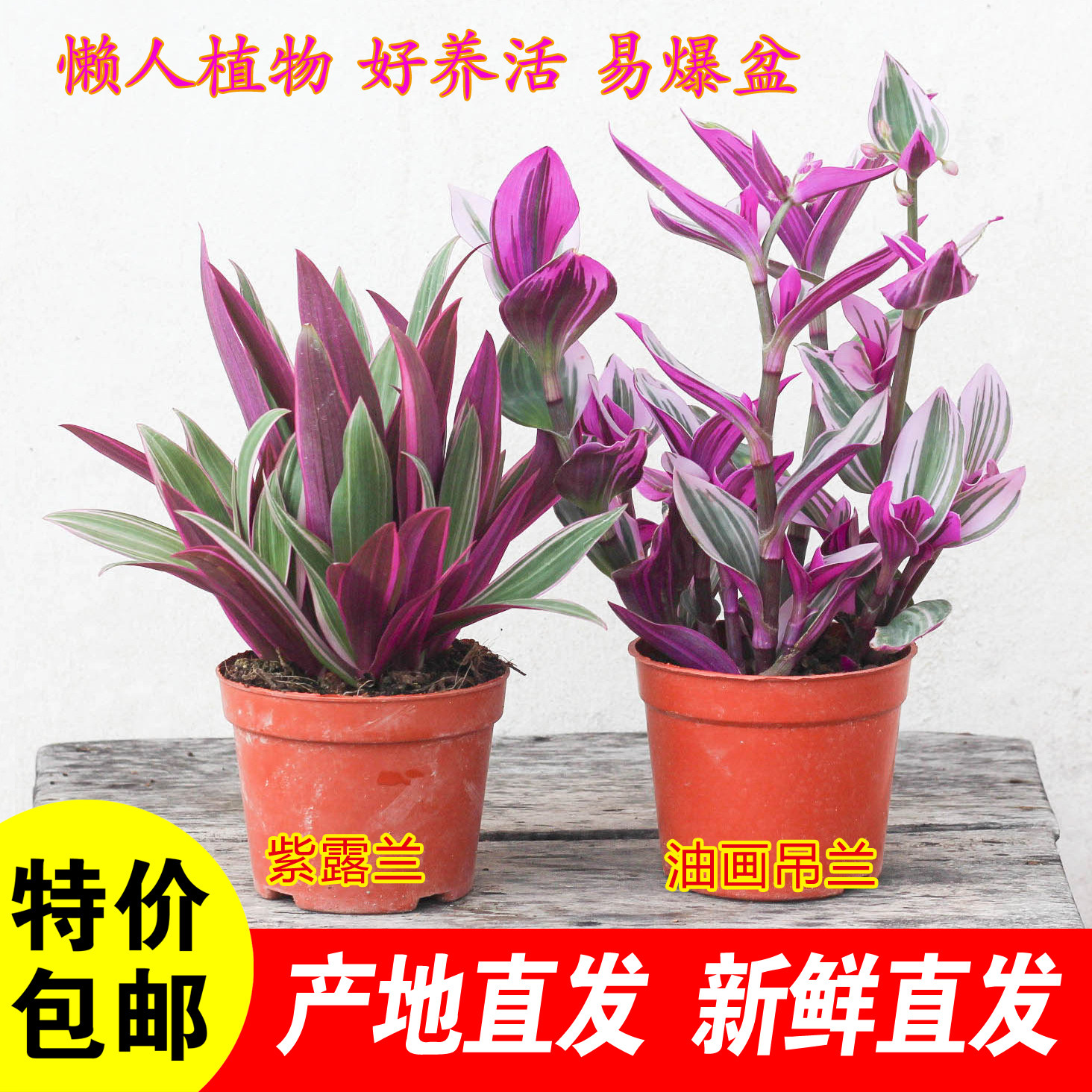 紫露兰油画婚礼吊兰净化空气美观图片