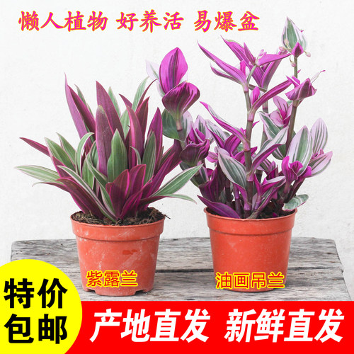 紫露兰油画婚礼吊兰净化空气美观