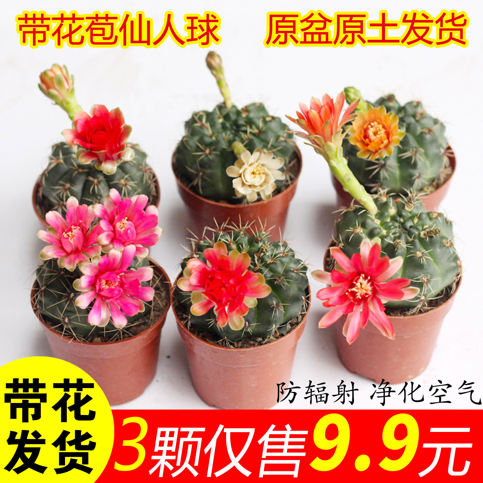 绿植室内仙人掌防辐射桌面绯花玉图片