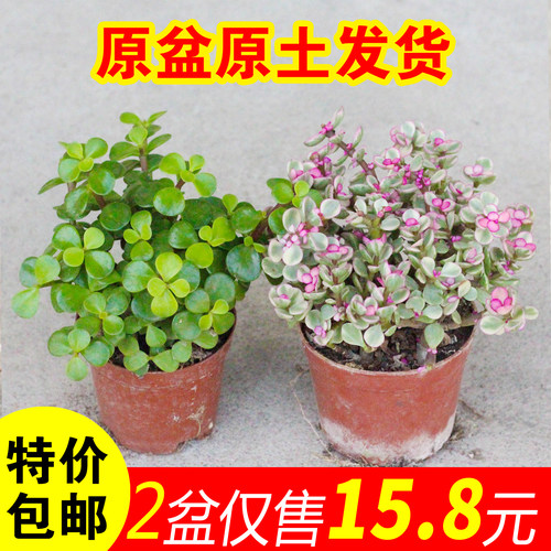 雅乐之舞整盆四季开花多肉植物