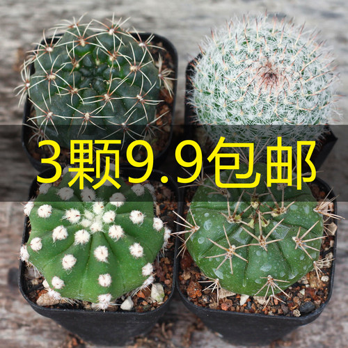 实生仙人球合集组合绯花玉开花