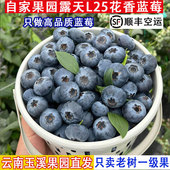 顺丰空运 正宗云南高山L25花香蓝莓高品质孕妇现摘新鲜水果