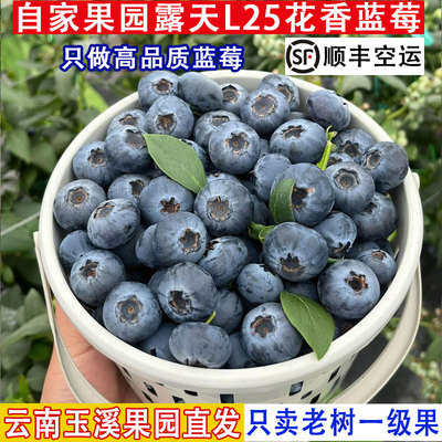 顺丰空运只卖高品质L25花香蓝莓