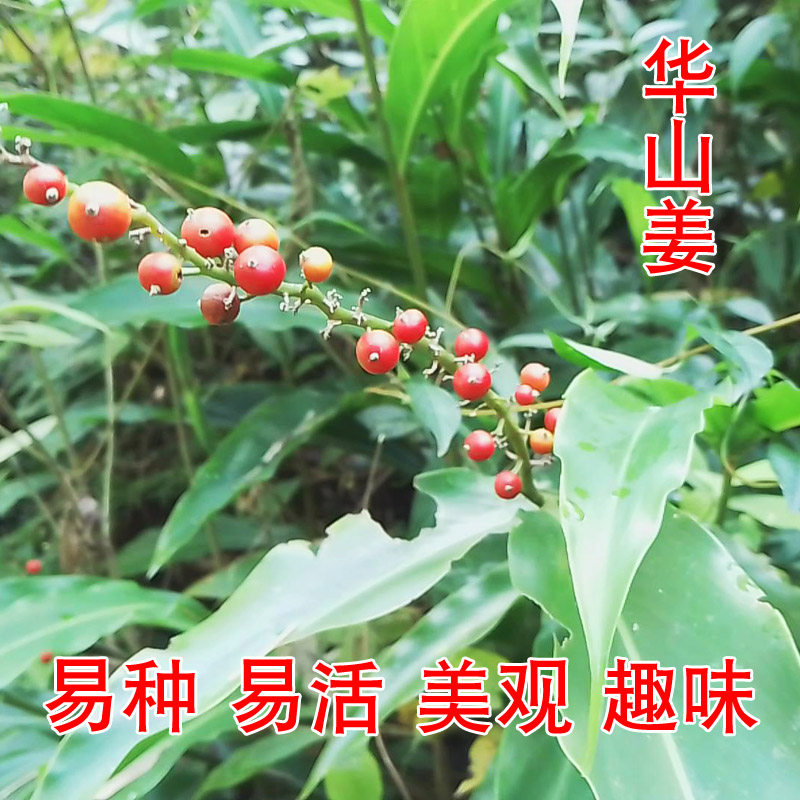 华山姜院子阳台观赏药用栽培