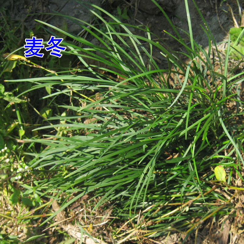 夏枯草种苗车前草苗麦冬苗艾草苗彼岸花苗建兰花种植苗花卉中药种图片