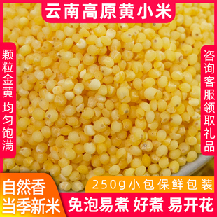 小米云南高原黄小米 5斤装当季新米粘小米粥五谷杂粮米油