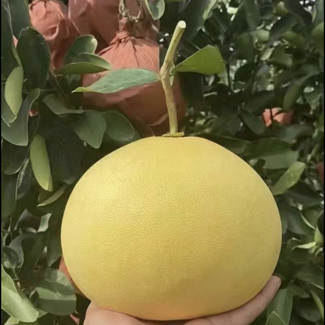 玉环文旦柚50年老树新鲜釆摘孕妇水果
