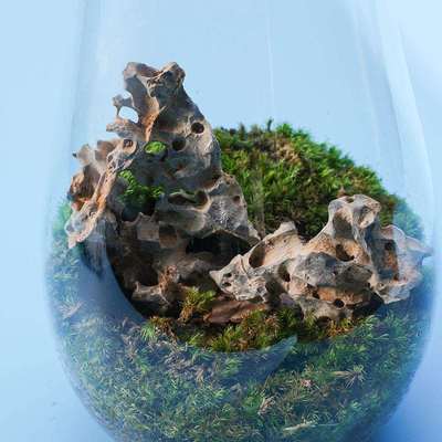 太湖石天然石鱼缸微盆景造景石景观北丹石原矮霸小盆微景OAF小石