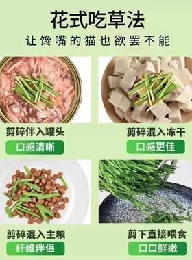 水猫草种子无就土套装遇水HON长懒人猫草种土植盒排毛培催吐小麦