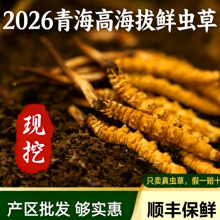 2026青海高海拔新鲜冬虫夏草头茬现挖鲜虫草正品产地直发顺丰包邮