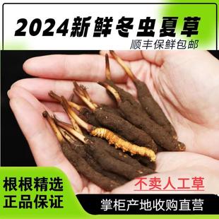 2024年头期新鲜冬虫夏草天然正品 青海高海拔非西藏那曲原产地直供