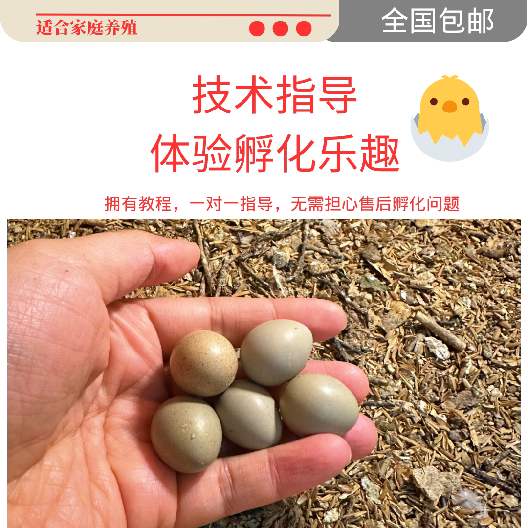 宠物鸡可孵化网红鸡礼服受精种蛋新鲜迷你阳台鸡蛋灰白礼服受精卵