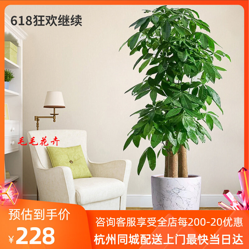 发财树盆栽 步步高升客厅大型绿植开业乔迁庆典盆景同城配送杭州