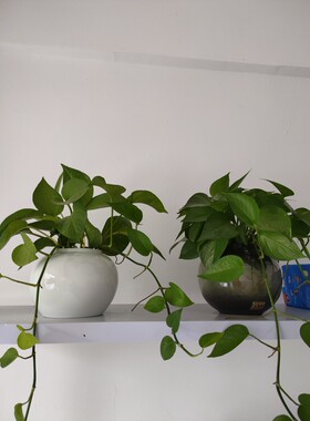 无孔办公桌黄色大肚子陶瓷花瓶