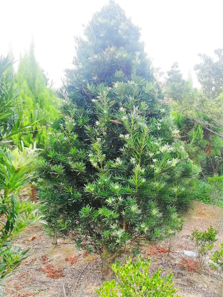 罗汉松盆景盆栽中小叶树桩四季常青塔状造型庭院大树迎客松树苗