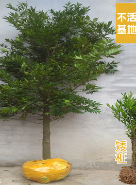 竹柏树苗大苗庭院驱蚊绿化老桩苗木耐阴好养四季常青阳台盆栽绿植