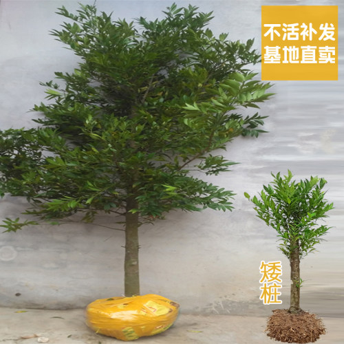 驱蚊竹柏耐阴易养四季常青盆栽