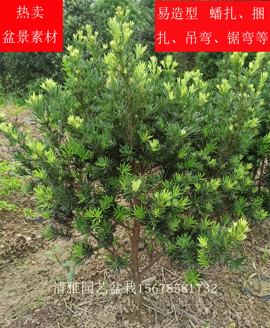 罗汉松树苗大树小叶米罗雀舌贵妃树桩素材庭院造型矮化苗盆栽盆景