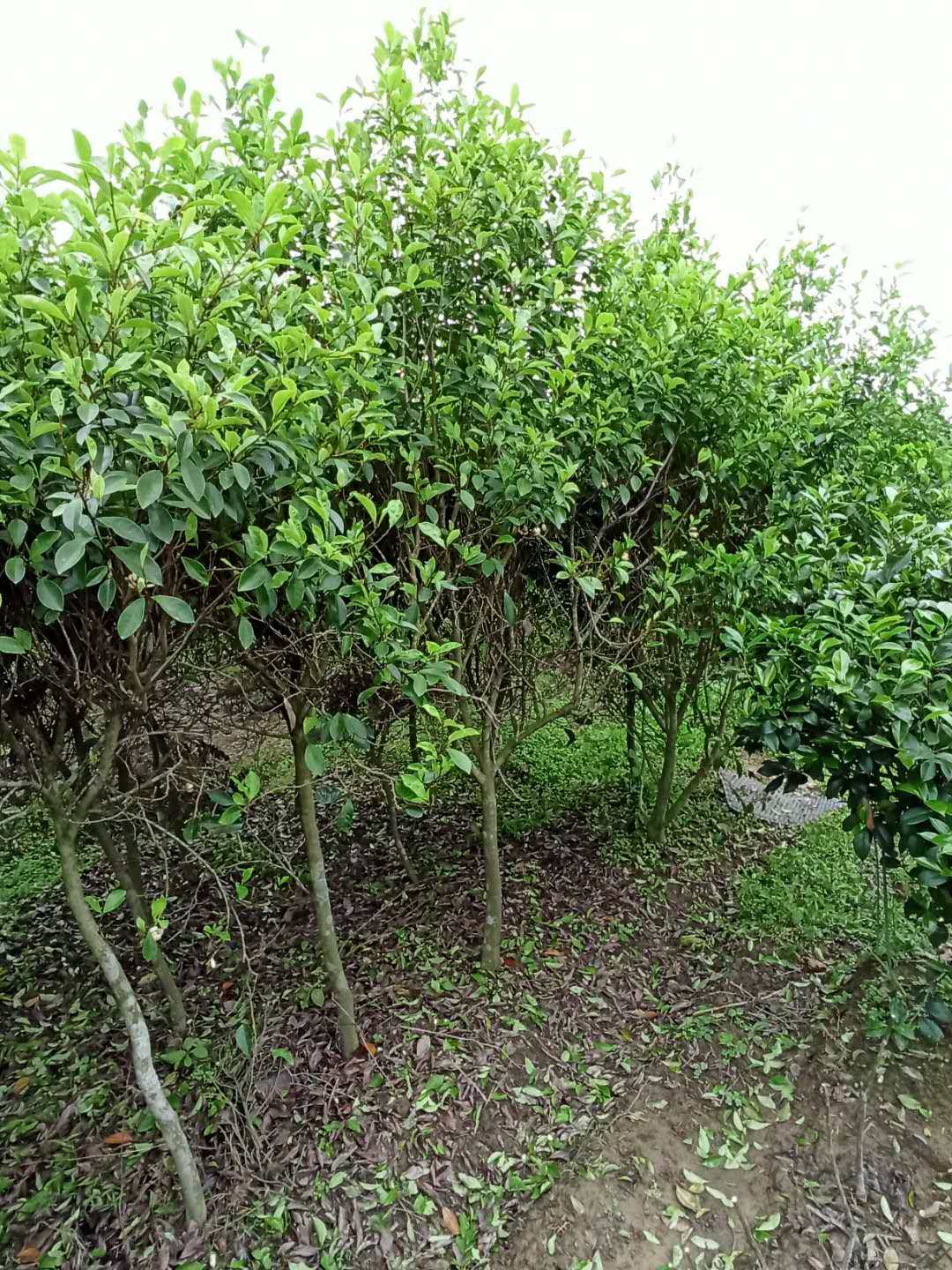 含笑花树苗花苗阳台庭院耐阴绿植芳香花卉四季常青盆景含笑花盆栽