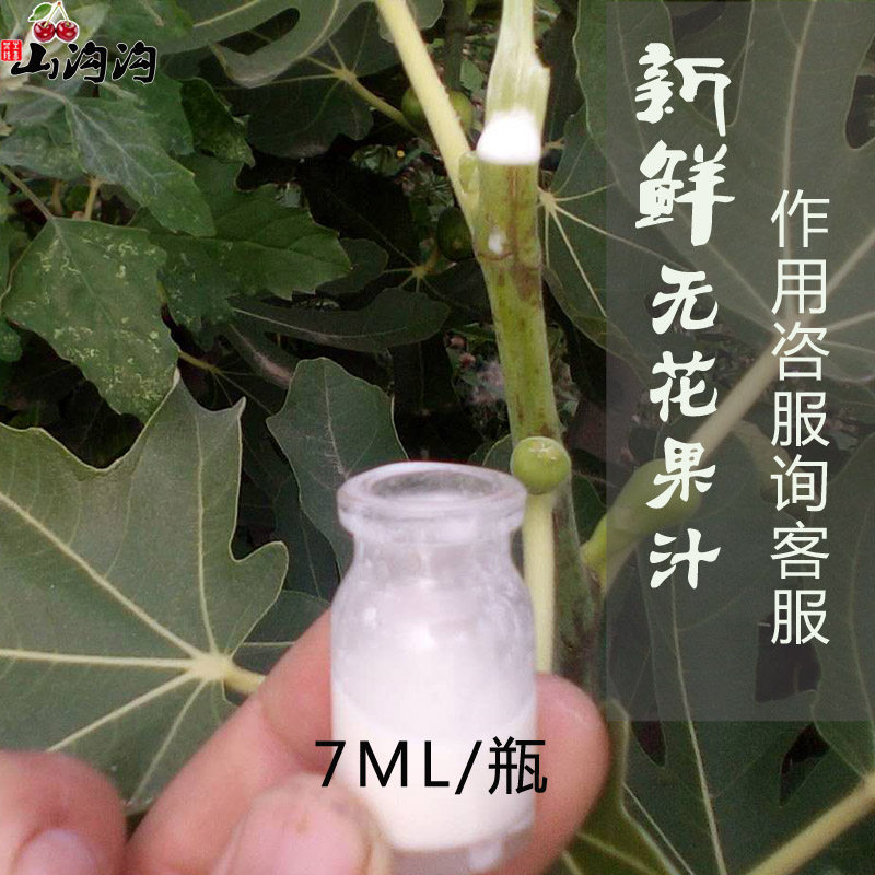 无花果树白汁原浆乳液新鲜白汁液体无花果汁扁平尤7ml   现货包邮