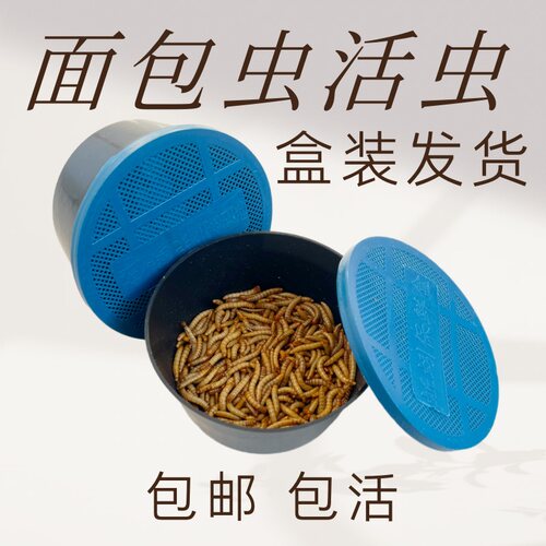 面包虫活虫黄粉虫活体盒装发货