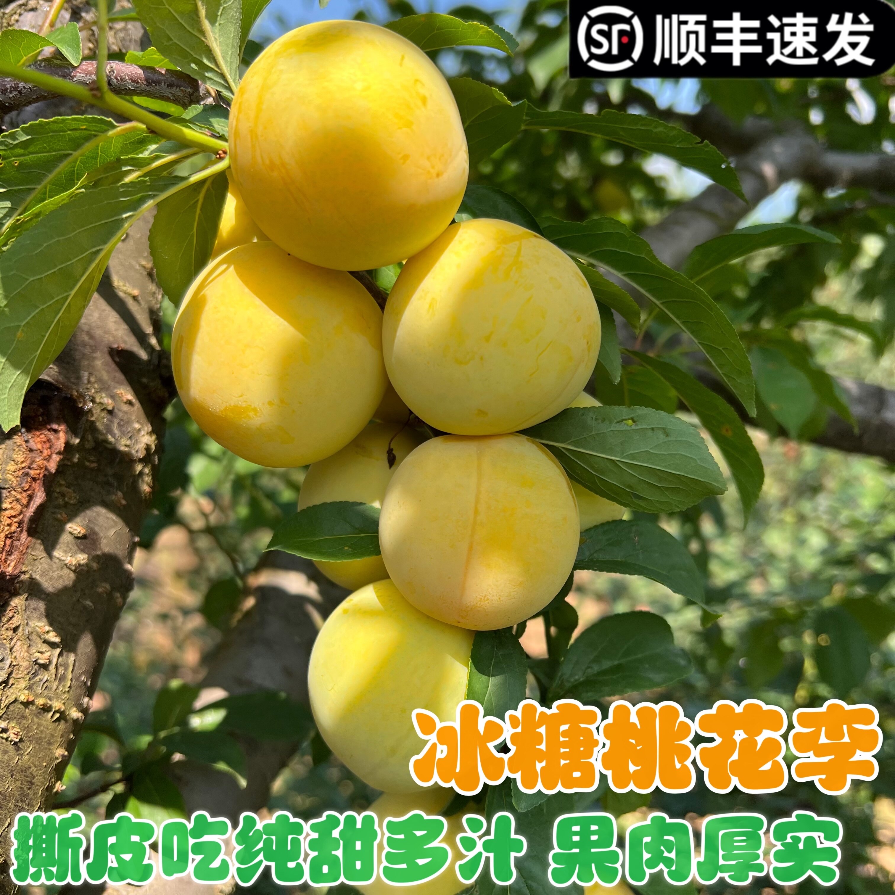 四川汉源桃花李个大软糯香甜新鲜