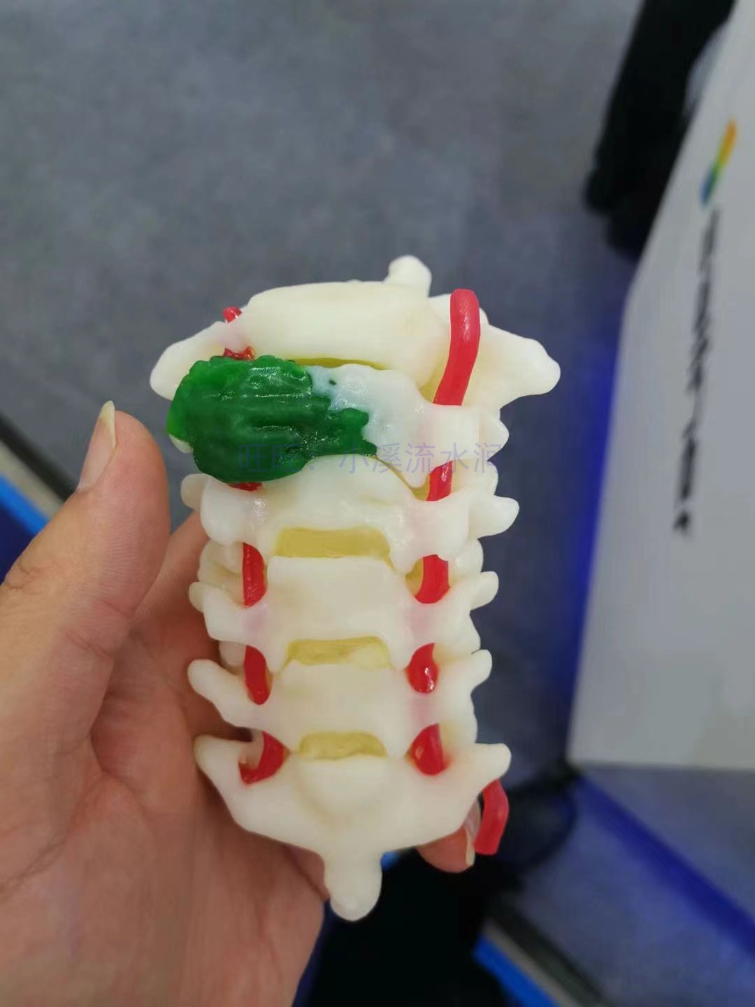 3d打印服务特殊工艺彩色打印医疗血管肌肉立体模型教学教具逼真
