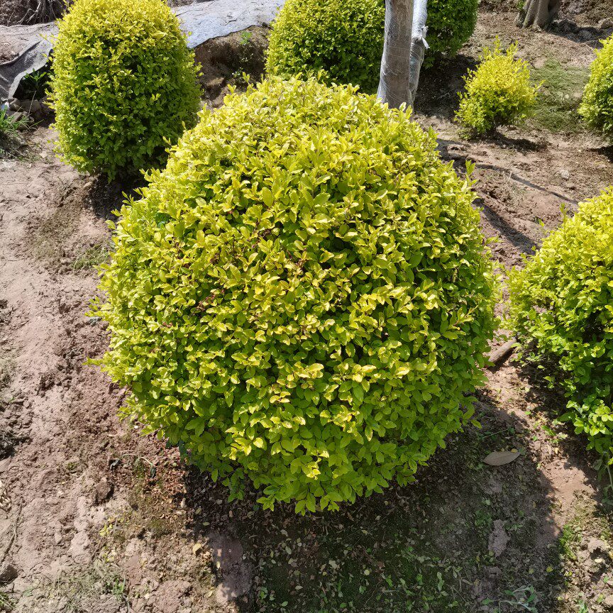 亮晶女贞球造型树苗棒棒糖熙望园艺花境植物搭配入户花园造景