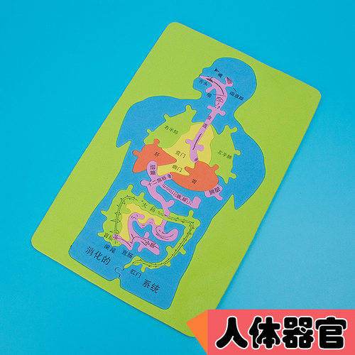 大号人体器官DIYEVA科