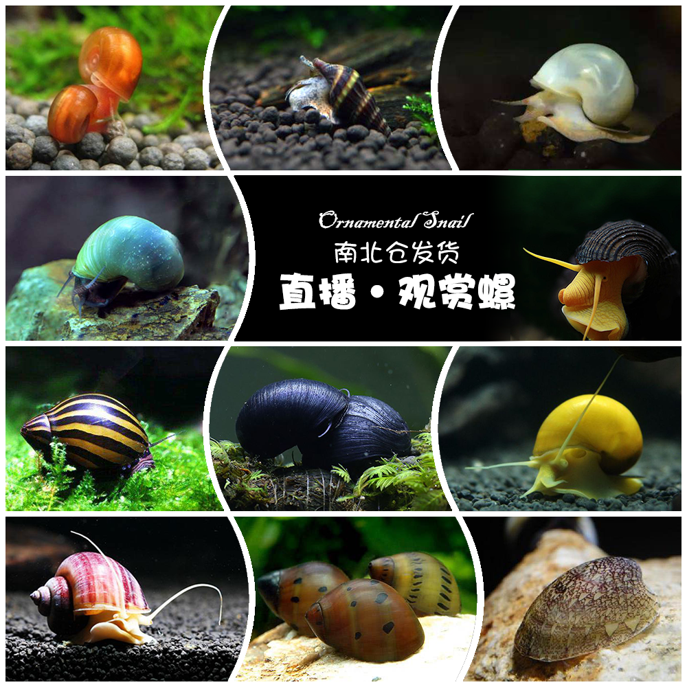 观赏除藻橙兔螺苹果螺斑马螺洋葱螺神秘螺杀手螺黑金刚螺蜜蜂角螺|ruв категории животное/Животное питание и принадлежностей, аквариум мира, винт - от Buy2taobao.com для оказания профессиональной услуги покупки агента Taobao