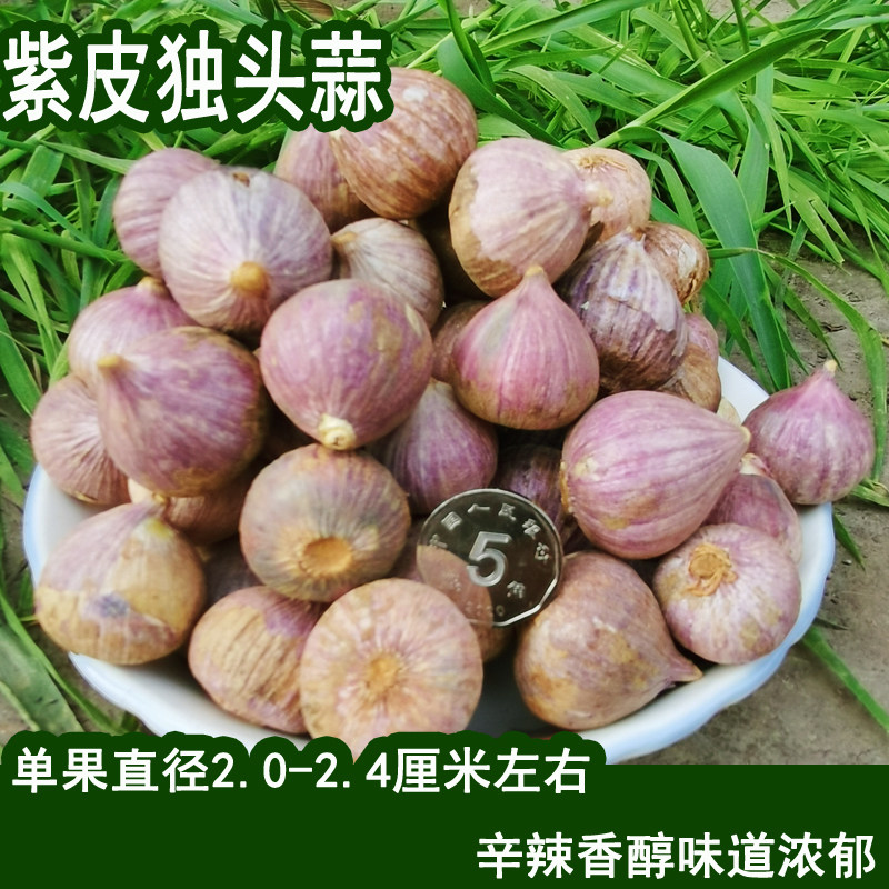 云南紫皮独头蒜大理农家红皮大蒜头迷你小独蒜独头大蒜子干蒜辛辣