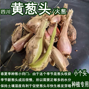 種植火蔥四季 四川小香蔥黃皮香蔥頭子陽臺盆栽四季 蔥種干蔥頭250g