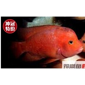 红魔鬼鱼苗生命力强的观赏鱼好养耐活自来水食肉慈鲷猛鱼鹦鹉亲鱼