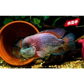 紫衣美鲷食肉鱼小鱼活观赏鱼中大型可混养热带鱼吉利慈鲷易活好养