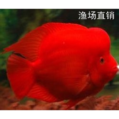 慈鲷鱼红魔鬼鱼繁殖鱼一对观赏鱼活宠物中大型淡水猛