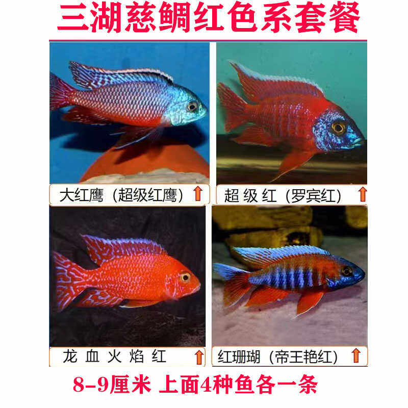 岩栖龙血火焰红三湖慈鲷鱼苗马鲷罗宾红热带珊瑚慈鲷包邮网红宠物
