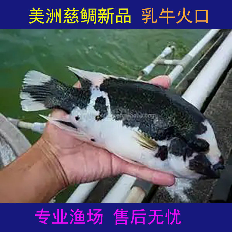 观赏鱼好养耐活自来水美洲慈鲷鱼乳牛火口黑白花奶牛宅鱼家用鱼缸