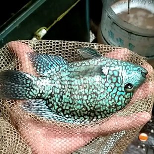 绿巨人美洲慈鲷淡水大鱼苗宠物鱼热带鱼生命力强的观赏鱼大型肉食