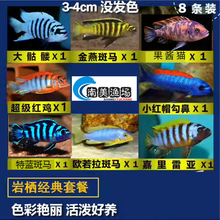三湖慈鲷鱼苗马鲷混养套餐岩栖小鱼活家用鱼缸观赏鱼高颜值淡水鱼