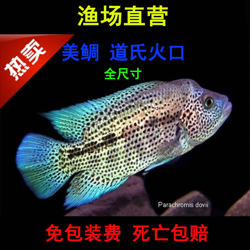 食肉鱼特色观赏鱼中大型道氏火口