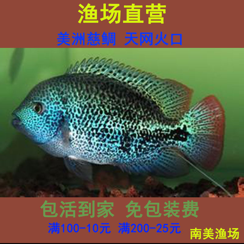 小鱼天网火口凶猛肉食猛鱼热带食肉鱼观赏鱼可混养易存活淡水鱼苗