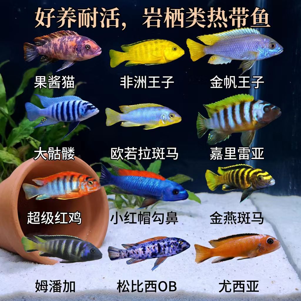 三湖慈鲷马鲷混养观赏鱼新手
